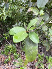 Ficus trigonata