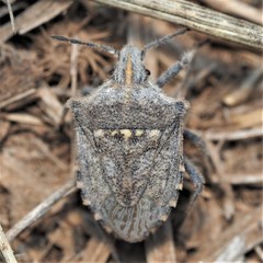 Prionosoma podopioides