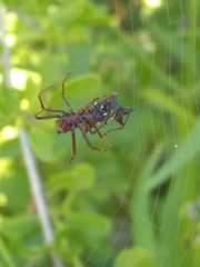 Micrathena swainsoni
