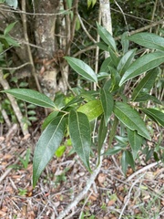 Licaria parvifolia