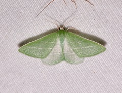Synchlora pectinaria