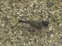 Junco hyemalis montanus