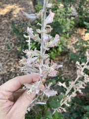 Cystotheca lanestris