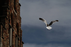 Larus argentatus