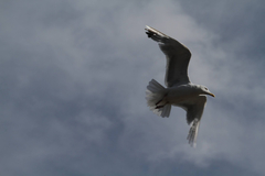 Larus argentatus