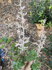 Cystotheca lanestris