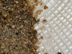 Trichomycterus corduvensis