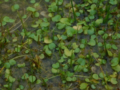 Ranunculus flagelliformis