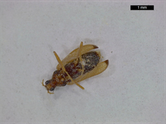 Thylodrias contractus