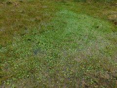 Ranunculus flagelliformis