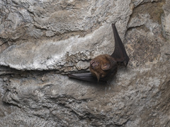Hipposideros armiger