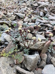 Sanicula saxatilis