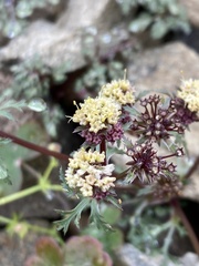 Sanicula saxatilis