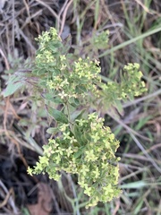 Galium catalinense