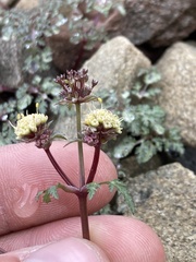 Sanicula saxatilis