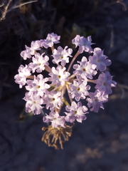 Abronia angustifolia