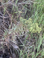 Galium catalinense