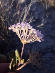 Abronia angustifolia