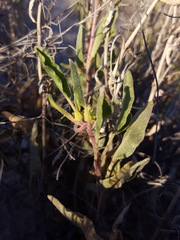 Abronia angustifolia