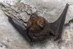 Hipposideros armiger
