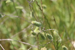 Phalaris minor