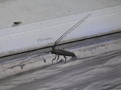 Hippopsis lemniscata