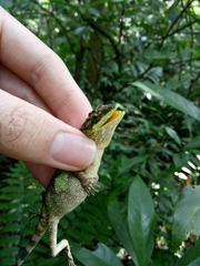 Diploderma polygonatum xanthostomum