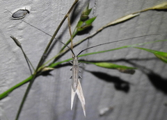 Hippopsis lemniscata