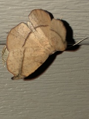 Patalene olyzonaria