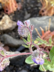 Phacelia breweri