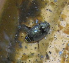 Thermonectus