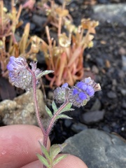 Phacelia breweri