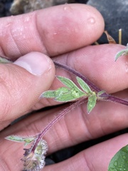 Phacelia breweri