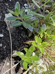 Monardella purpurea