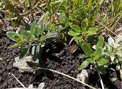 Monardella purpurea