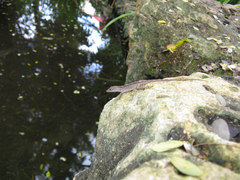 Anolis sagrei