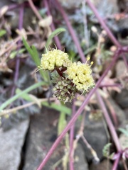 Sanicula saxatilis