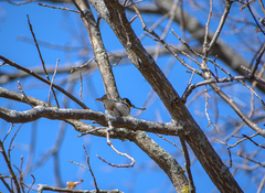Fringilla montifringilla