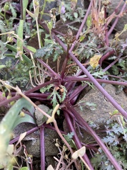 Sanicula saxatilis