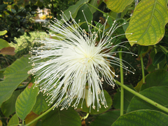 Angiospermae