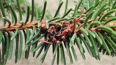 Adelges lariciatus
