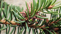 Adelges lariciatus