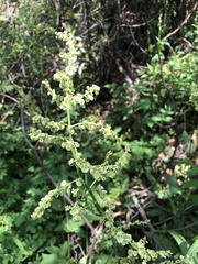 Rumex japonicus