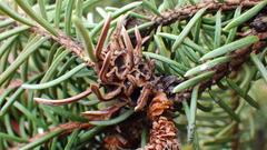 Adelges lariciatus