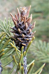 Adelges lariciatus