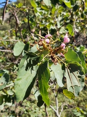 Bauhinia macranthera