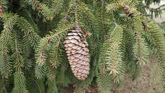 Adelges lariciatus
