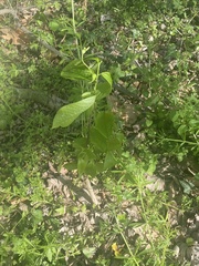 Hybanthus concolor
