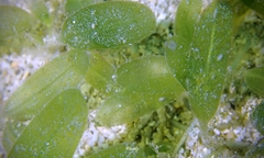 Halophila decipiens
