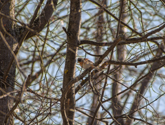 Fringilla montifringilla